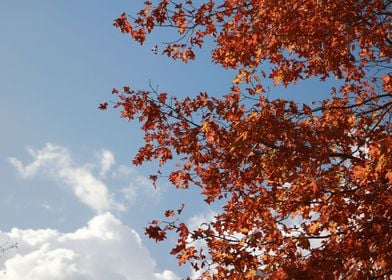 Autumn sky