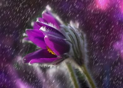 Pasque Flower In Rain