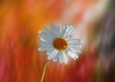 Marguerite Flower Haze