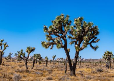 Joshua Tree