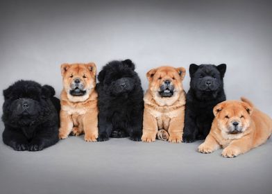 Six Chow chow puppies