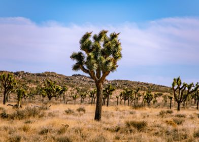 Joshua Tree