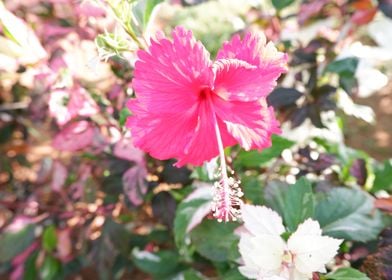 Beautiful Pink Flower