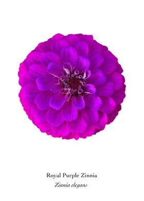 Royal Purple Zinnia