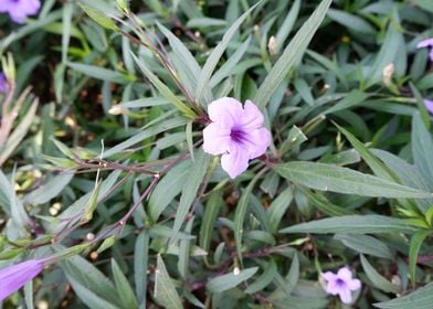 Beautiful Fresh Flower