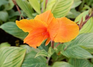 Beautiful Orange Flower