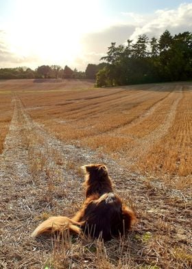 Border Collie