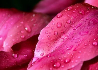 Deep Pink Dewy Leaves