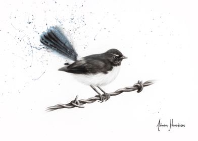 Centenary Willy Wagtail