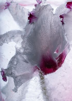 Cyclamen in ice 3