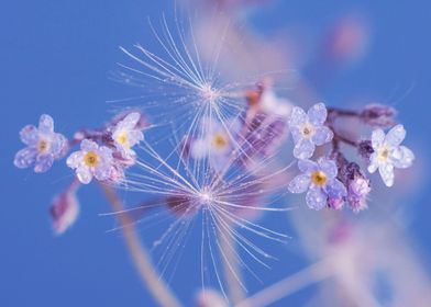 Dewy White Forget Me Nots