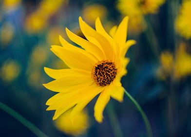 Yellow Daisy Macro 