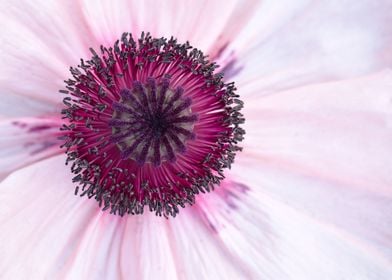 Lilac Pastel Peony Macro