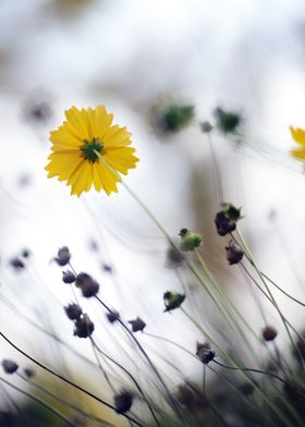 Minimal Yellow Flower