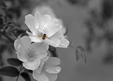 Bee On White Wildflower