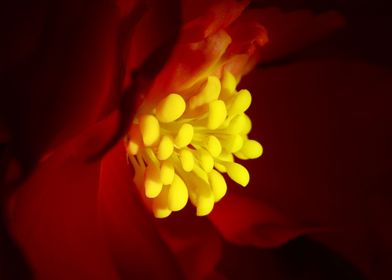 Red Dwarf Begonia Macro