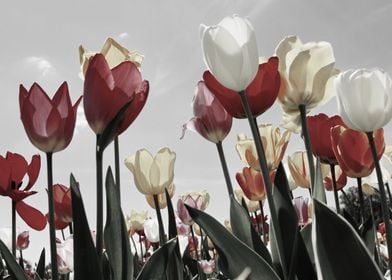 Red And White Tulips