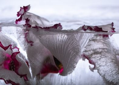 Cyclamen in ice 1