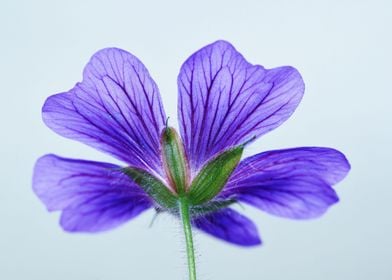 Purple Cranesbill Geranium