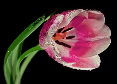 Pink Tulip Macro