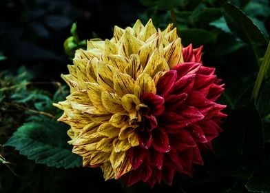 Two Color Dahlia