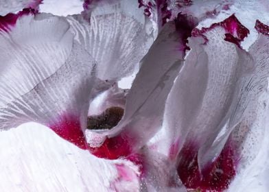 Cyclamen in ice 2