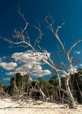 Dried up trees