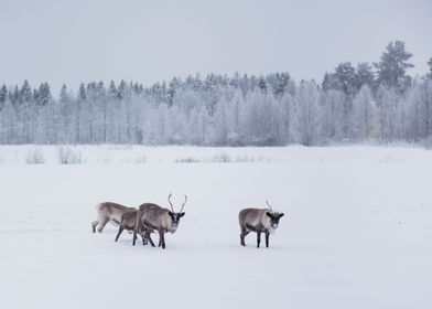 Lapland Finland