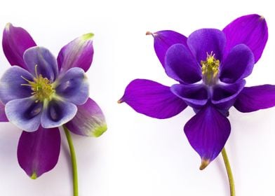 Columbine Aquilegia Flower