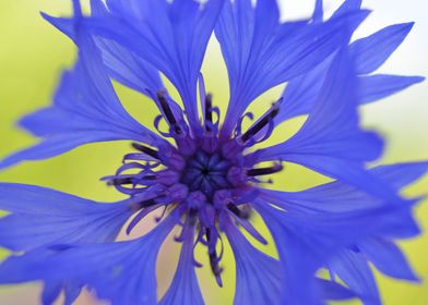 Cornflower Bloom