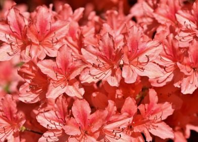 Pink Rhododendrons