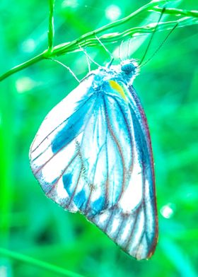 White Fairy Butterfly