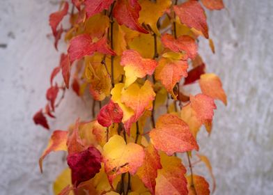 red yellow autumn leaves