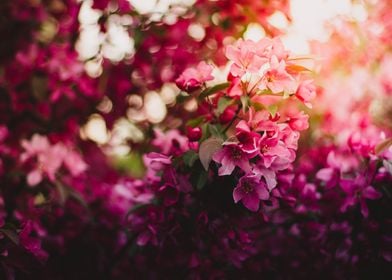 Pink Blossom Tree