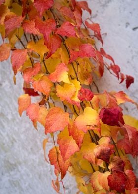 vibrant autumn foliage