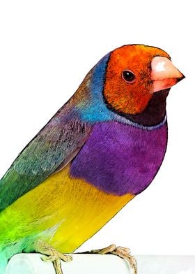 colorful bird on pencil 