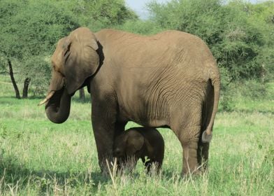 Elephants en famille