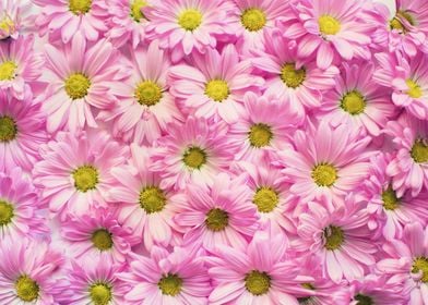 Little Pink Daisies