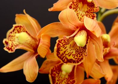 Orange Orchid Blossom