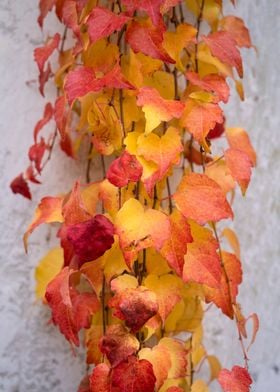 vibrant red autumn leaves