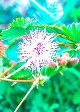 Fireworks Flower