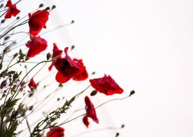 Poppy Blossoms