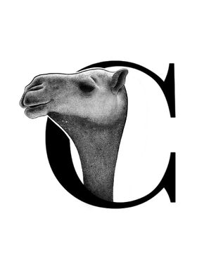 C is for Camel