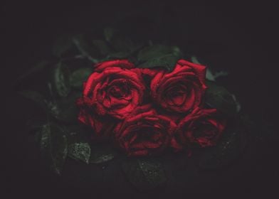 Romantic Dark Roses