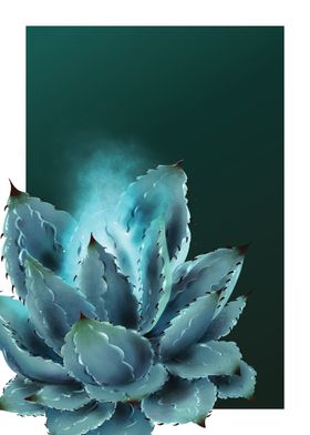 Agave Out of Box 1