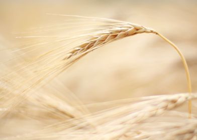 Pure Barley Flower