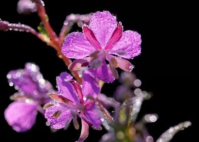 Epilobium Sparkly Primrose