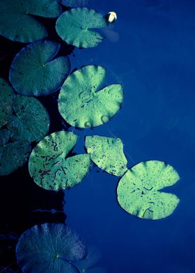 The Green Leaves of Lotus