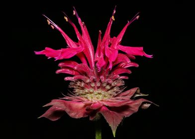 Pink Bergamot Flower