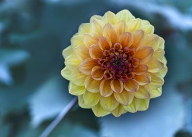 Yellow Dahlia On Blue